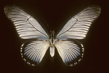Papilio zalmoxis/Vitorláskék