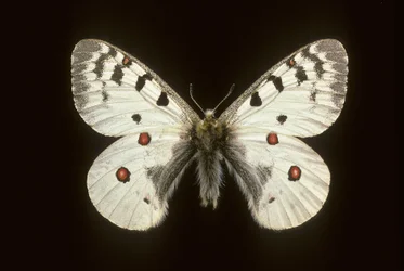 Parnassius phoebus/Kis apolló