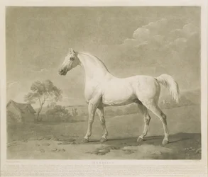 Mambrino, George Stubbs nyomán, 1788 (mezzotinta)