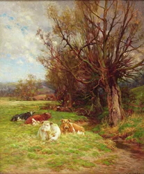 Szarvasmarha legeltetés