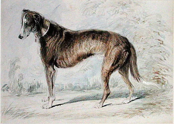 Lurcher (akvarell és testfesték, valamint ceruza színezett papíron)