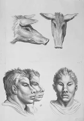 Hasonlóságok egy festőállvány feje és egy ember között, Le Brun "Livre de portraiture pour ceux qui commencent a dessiner" című művéből.