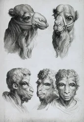 Hasonlóságok egy teve és egy férfi feje között, Le Brun „Livre de portraiture pour ceux qui commencent à dessiner” című művéből