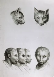 Hasonlóságok egy macska és egy férfi feje között, Le Brun „Livre de portraiture pour ceux qui commencent à dessiner” című művéből