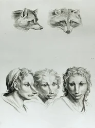 A róka és az ember feje közötti hasonlóságok, Le Brun "Livre de portraiture pour ceux qui commencent a dessiner" című művéből.