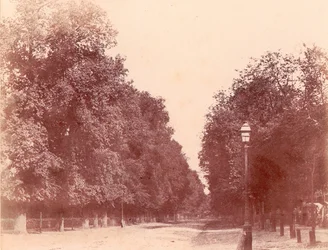 Fákkal szegélyezett műút, 1850-53.