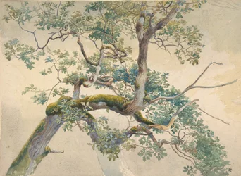 Faágak, 1852-1908.