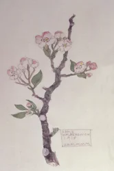 Apple, Walberswick, 1915 (ceruza és WC)