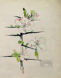 Kökény, Chiddingstone, Kent, 1910