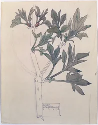 Elder, Walberswick, 1915 (wc és ceruza papíron)