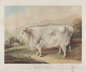 A Yorkshire rózsa