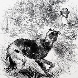 Egy orvvadász a lurcherével