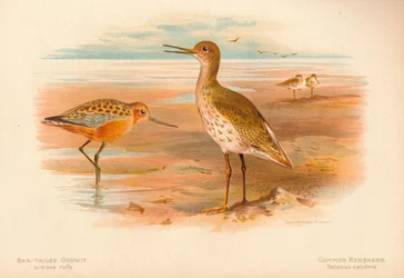 Kis goda Limosa rufa, piroslábú cankó Totanus, 1900, 1900