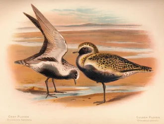 Szürke lile Squatarola helvetica, aranylile Charadrius pluvialus, 1900, 1900