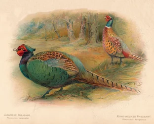 Phasaianus versicolor japán fácán, gyűrűsnyakú fácán Phasaianus torquatus, 1900, 190
