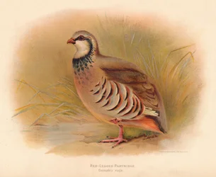 Vöröslábú fogoly Caccabus rufa, 1900, 1900