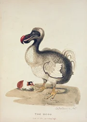 Egy Dodo és egy tengerimalac tanulmánya, 1847