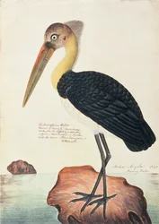 Ardea Argala, a Madarak rajzaiból, 1805-1818 körül (wc papíron)