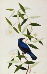 Boorah Farleeh, a Drawings of Birds from Malacca, 1805-1818 körül (wc papíron)