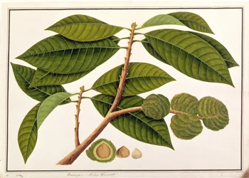 Brangam vagy maláj gesztenye, Malacca növényrajzaiból, 1805-1818 körül (wc papíron)