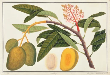 Buihang Mangifera, a Növényrajzok Malacca-ból, 1805-1818 körül (wc papíron)