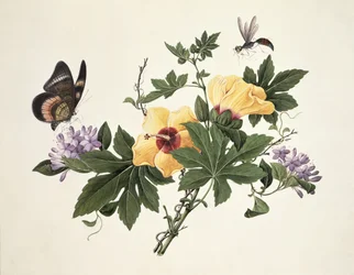 Hibiszkusz és pillangó