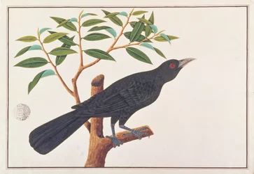 Koel, a Drawings of Birds from Malacca, 1805-1818 körül (wc papíron)