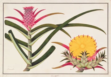 Ananász vagy bromélia, a Malakkából származó növényrajzokból, kb. 1805-18