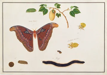 Hat ízeltlábú, a Malaccai állatok, rovarok és hüllők rajzaiból, 1805-1818 körül (wc és gouache papíron)