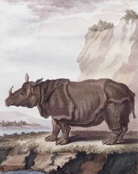 Rinocérosz (metszet)