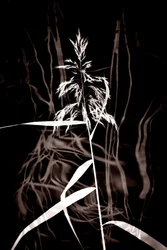 Elegáns Sepia Reed