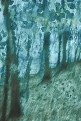 Lágy kék-zöld erdő