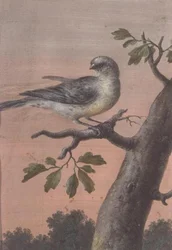 Madár az ágon, (gouache), (lásd még 60075)