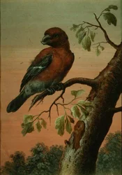 Papagáj az ágon, (gouache),(lásd még 60076)