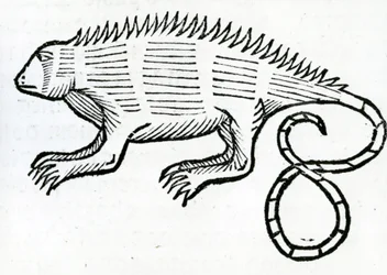 Iguana az „India általános történetéből” 1547