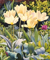 Fakó tulipánok (akvarell, papír)