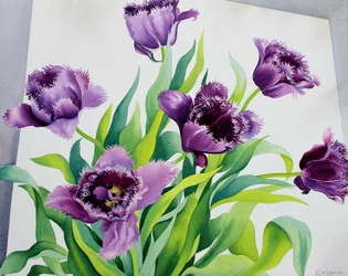 Lila rojtos tulipánok (akvarell papíron)