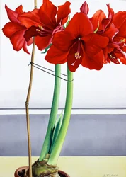 Piros Amaryllis 2 (akvarell papíron)