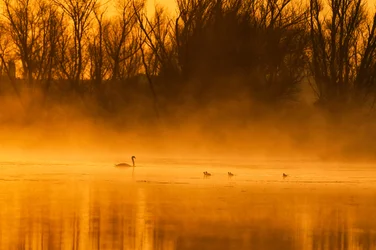 A „Golden Hour” hattyúcsalád