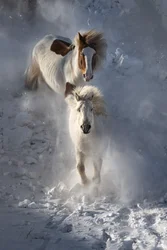Vad téli lovak