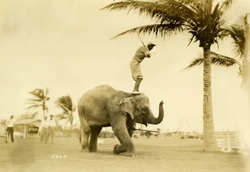 Golfozó Rosie, az elefánt hátán állva, Miami Beach, 1927. május 2.