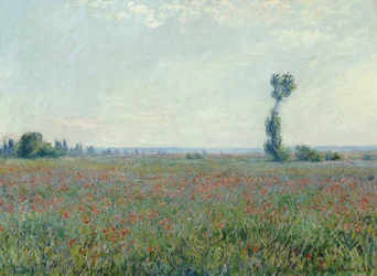 Pipacsmező