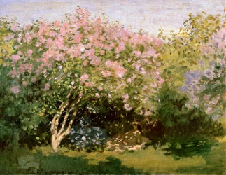 Orgona a napfényben, 1872-1873
