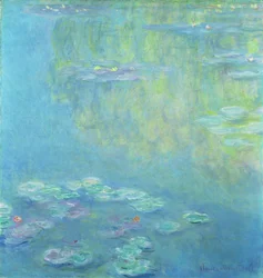 Tavirózsa, 1906