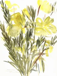 ligetszépe; 2004 (akvarell)