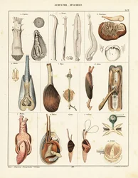 A kéthéjú kagylók anatómiája. ,1841 (kőnyomat)