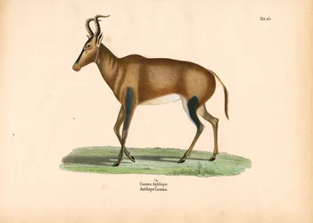 Caama antilop