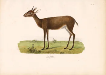 Közönséges duiker a szavannában