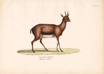 Cuvier-gazella profilban