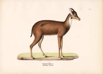 Goral antilop profilban